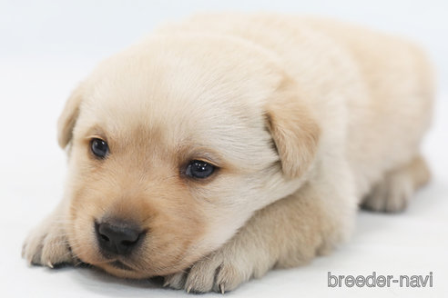 成約済の神奈川県のラブラドールレトリーバー-364261の4枚目